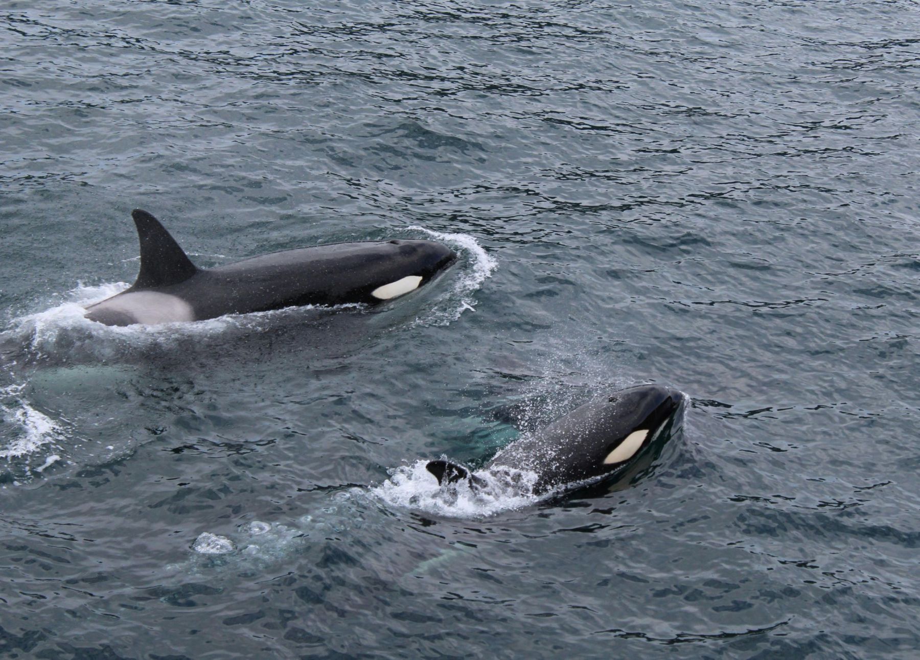 Orcas (132)