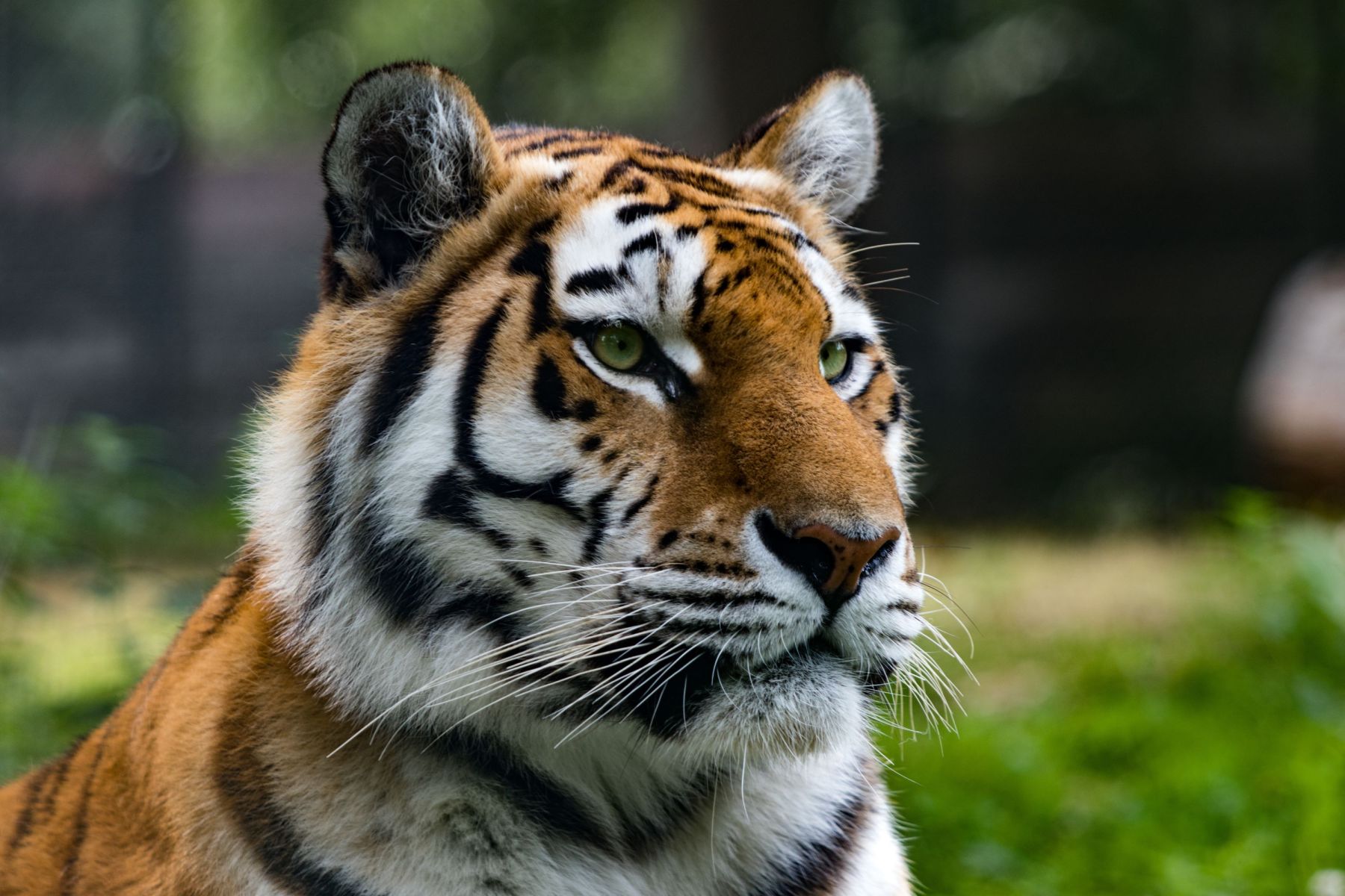 Tigre (155)